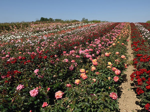 Field Grown Roses