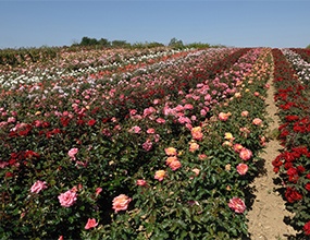 fieldgrown_285x220px