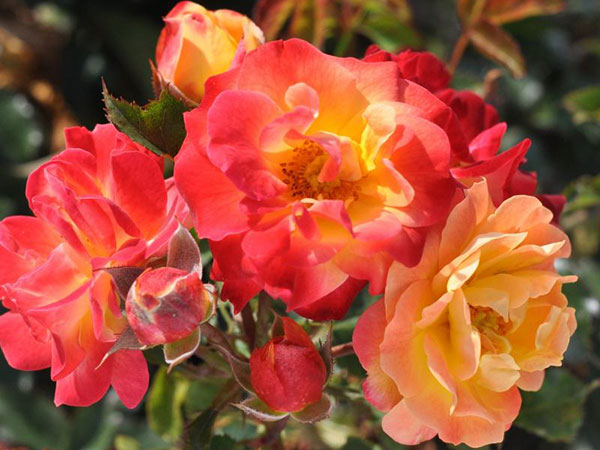 New Rose Varieties