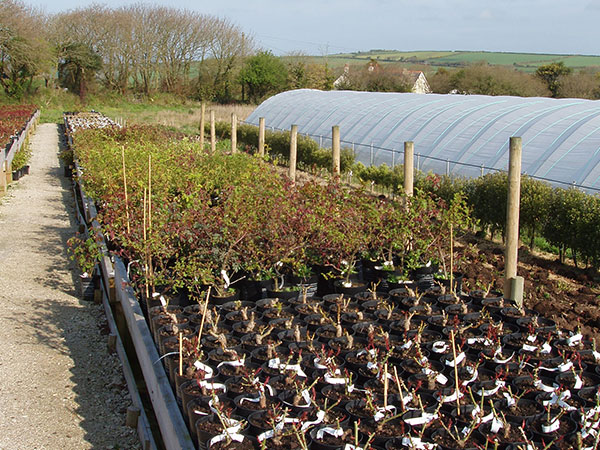 Visit Cornish Rose Nursery