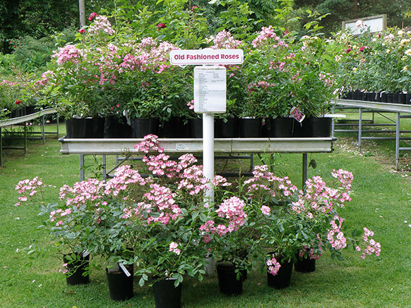 Visit Hampshire Rose Nursery