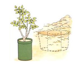 planting_potted_rose_285x220px