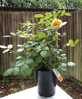Potted Rose in Bloom