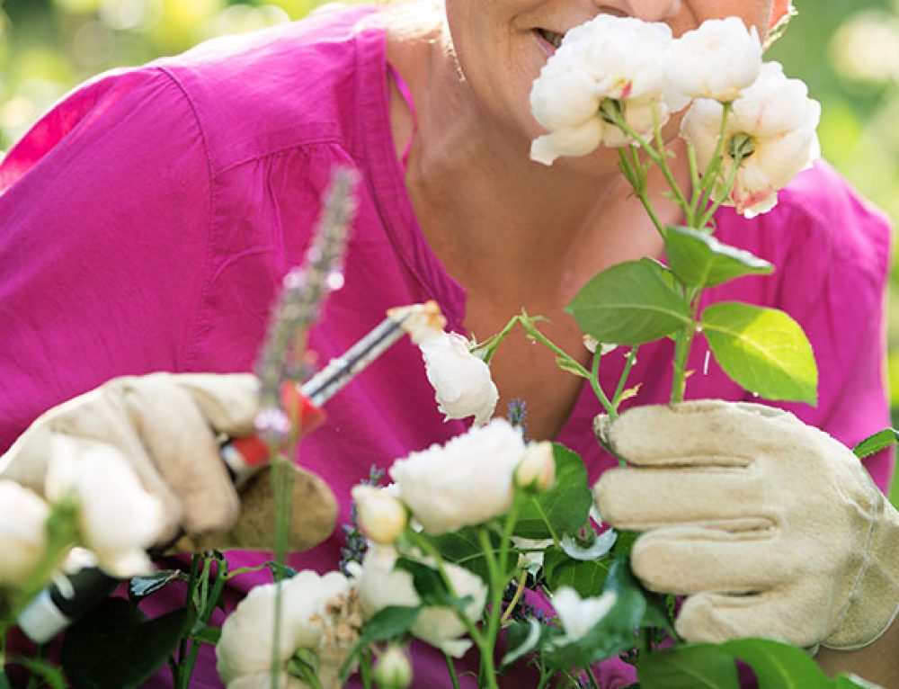 The difference between bare root and potted roses Garden Roses